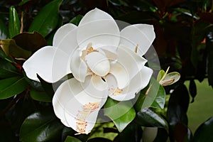 Creamy white southern magnolia bloom with stamen falling on leaf