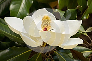 A creamy white Southern Magnolia Blossom