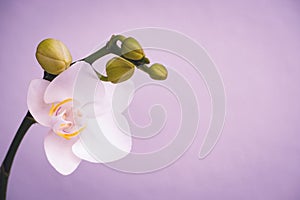 Creamy white southern magnolia flower blossom. Stem with magnolia flower