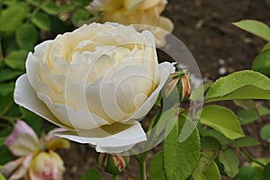 Creamy white to yellow coloured, ball shaped rose flower hybrid called Graham Thomas