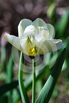 Creamy white tulip flower blooming in the spring garden, delicate feathery petals