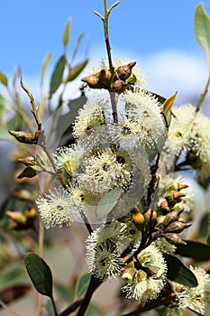 Creamy yellow blossoms of the Australian native Ridge Fruited Mallee, Eucalyptus angulosa, family Myrtaceae