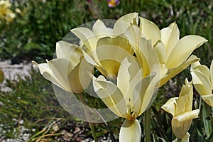 Creamy yellow coloured group of tulip flower, possibly Tulipa Fosteriana type