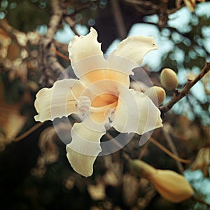 Creamy yellow lily-like flower - vintage effect.