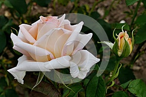 Creamy yellow rose flower of czech cultivar Helenka established in 1989 by Tesar