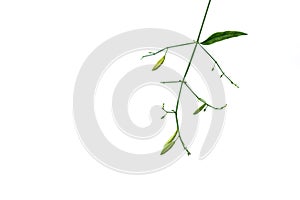 Creat or Kariyat (Andrographis paniculata (Burm.f.) Nees ) on white background, have a medicine properties