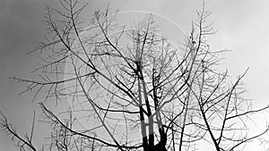 Create vintage landscape black and white sky looking up at leafless trees.