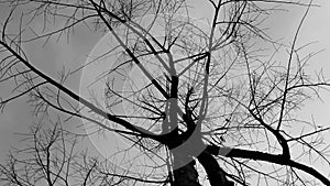 Create vintage landscape black and white sky looking up at leafless trees.