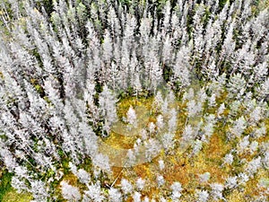 Gray spruce forest with yellow glade in Karelia,  Russia Gray fir forest with yellow glade in autumn. Karelia, Russia, Aerial view