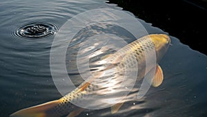 Creates a ripple effect on the water s surface adding dynamic