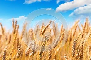 Wheat field and blue sky