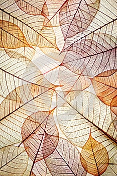 Skeleton frame leaf abstract background