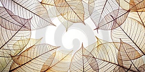Skeleton frame leaf abstract background