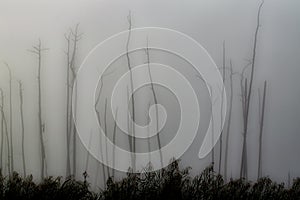 A stand of dead cypress trees in fog at Guste Island Louisiana photo