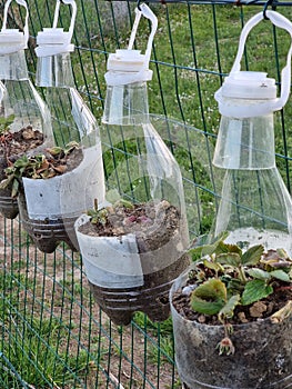 Creative agricolture with recycled plastic bottles photo