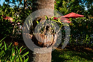 Creative arrangement of flowerpots on tree