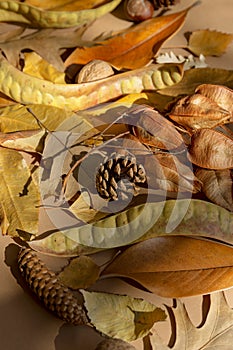 Creative autumn composition made of dried leaves, cones, walnuts and chestnuts on pastel background with sunlit and shadows. Fall