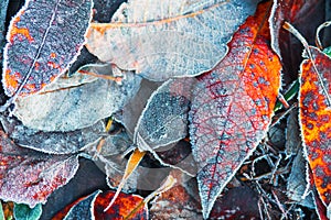 Creative autumn nature background. Frosty leaves on grass. Hoarfrost on foliage. Fall. Autumn