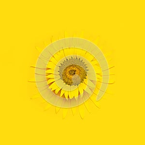 Creative background with yellow sunflower with flying petals top view Flat lay. Harvest time agriculture farming sunflower oil.