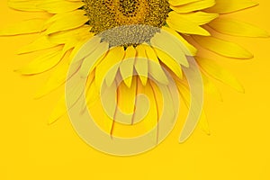 Creative background with yellow sunflower with flying petals top view Flat lay. Harvest time agriculture farming sunflower oil.