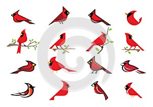 Creative Cardinal Bird Vector Collection Logo