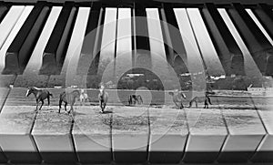 Creative classical music background photo double exposure of piano keys and running horses