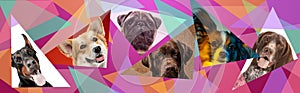 Creative collage of different breeds of dogs on colorful background