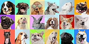 Creative collage of different breeds of dogs on colorful background