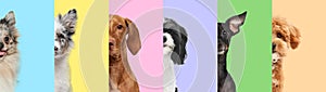 Creative collage. Half-faces of five different dogs against a striped background of various pastel colors. Friendship.
