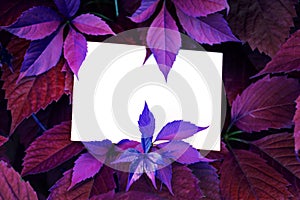 Creative colored purple leaves layout. Supernatural concept. Flat lay