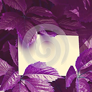 Creative colored purple leaves layout. Supernatural concept. Flat lay