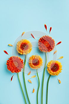 Creative composition of beautiful yellow and orange gerbera flowers with petals on blue background. Autumn concept. Greeting card