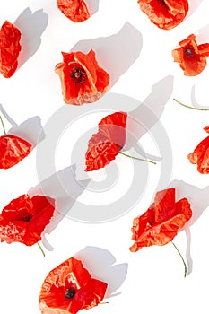 Creative composition made of beautiful poppy flowers. Nature concept. Summer floral pattern