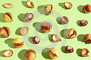 Creative composition made of chestnuts on sunlit green background. Nature consept. Falll and autumn theme photo