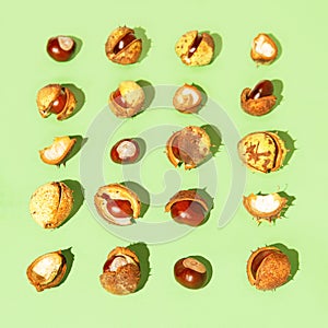 Creative composition made of chestnuts on sunlit green background. Nature consept. Falll and autumn theme photo