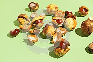 Creative composition made of chestnuts on sunlit green background. Nature consept. Falll and autumn theme