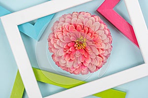 Creative composition made of one flower and bright colored frames. Flat lay Top view