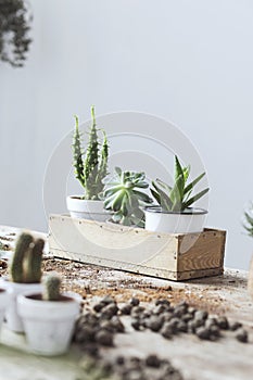 Creative composition of plant in classic pots on the wooden table. Concept of home garden. Spring time. Stylish interior.