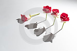 Creative composition with red roses on a gray background. Valentines or woman's day concept