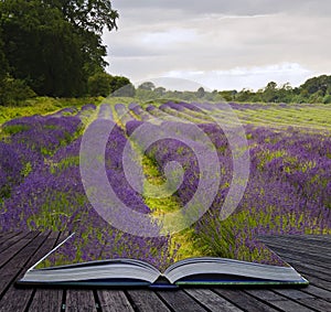 Creative concecpt lavender fields magic book