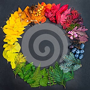 Creative concept with collection of colorful natural objects shaped in the color wheel