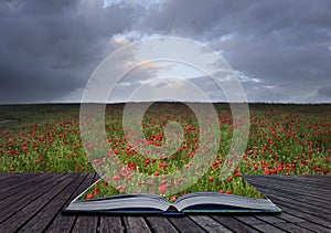 Creative concept idea of poppy field landscape