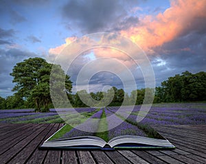 Creative concept image of lavender landscape