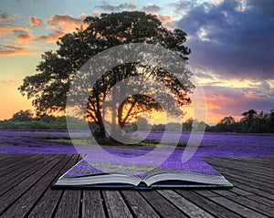 Creativo imagen conceptual de lavanda en atardecer 