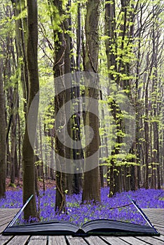 Creative concept pages of book Vibrant bluebell carpet Spring forest landscape
