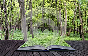 Creative concept pages of book Vibrant lush green Spring forest