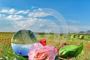 Creative concept in a poppy field