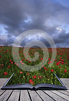 Creative concept poppy field magic book