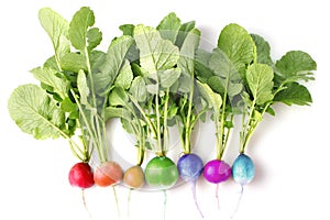 Creative conception of fresh coloured radish