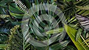 Creative design of leaves, Tropical leaf, Nature background and abstract green leaf texture, Nature concept